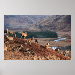 Poster Red Deer in Glen Etive, Highlands, Scotland