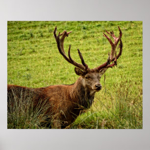 Poster Red Deer Stag