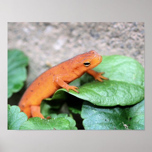 Poster Red Eft Orange Salamander Nature 2 (Frente)