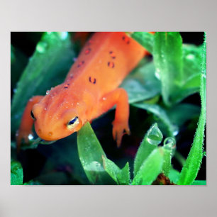 Poster Red Eft Salamander Raindrop On Eye