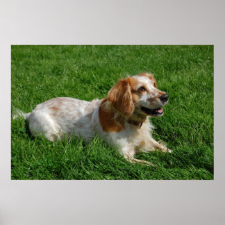 Pôster Red English Cocker Spaniel