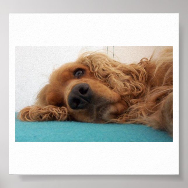 Pôster red english cocker spaniel 2.png (Frente)