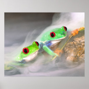 Poster Red Eye Treefrog na neblina, Agalychinis 2