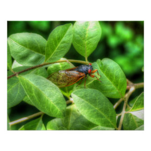 Pôster Red Eyed Cicada