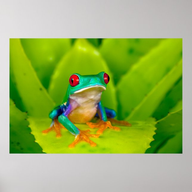 Poster Red-eyed tree frog, Costa Rica (Frente)