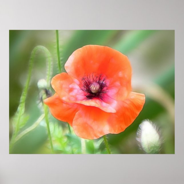 Poster Red Flanders Poppy (Frente)