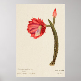 Poster Red Flower Cactus Botanical Art