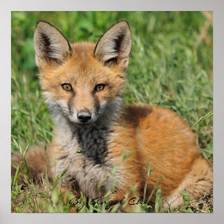 Poster Red Fox Bonito cheio, Por Angel Cher