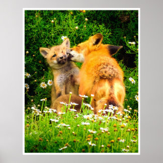 Poster Red Fox Family Wildlife Tender Nature Art Print