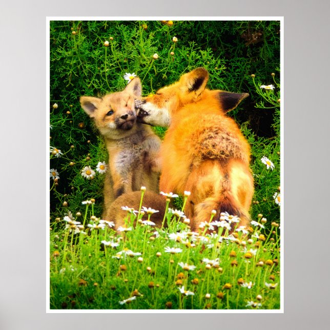 Poster Red Fox Family Wildlife Tender Nature Art Print (Frente)