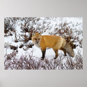 Pôster Red Fox in snow in winter