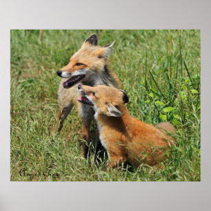 Poster Red Fox Mama e Kit