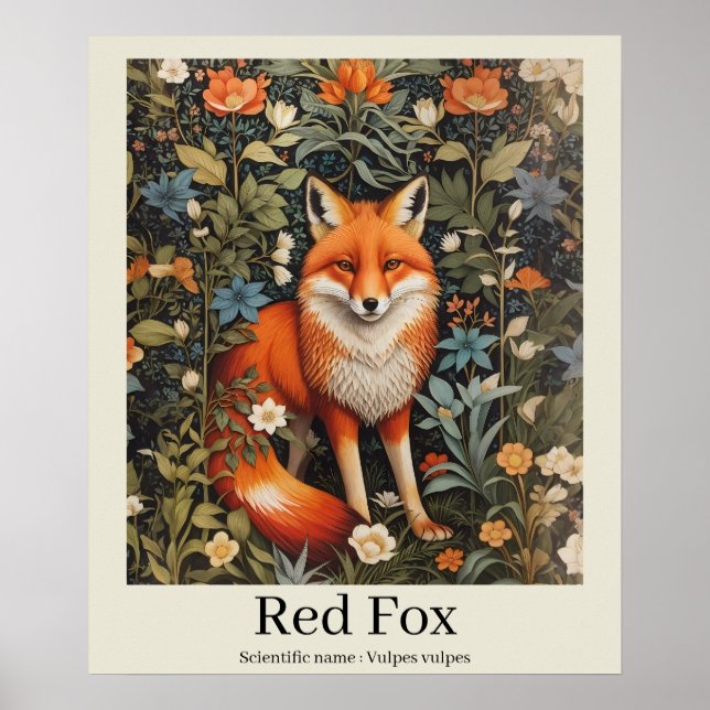 Poster Red Fox Scientific Name (Frente)