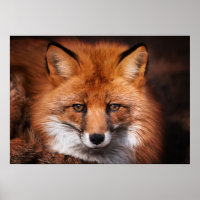 Red Fox Willand Animal