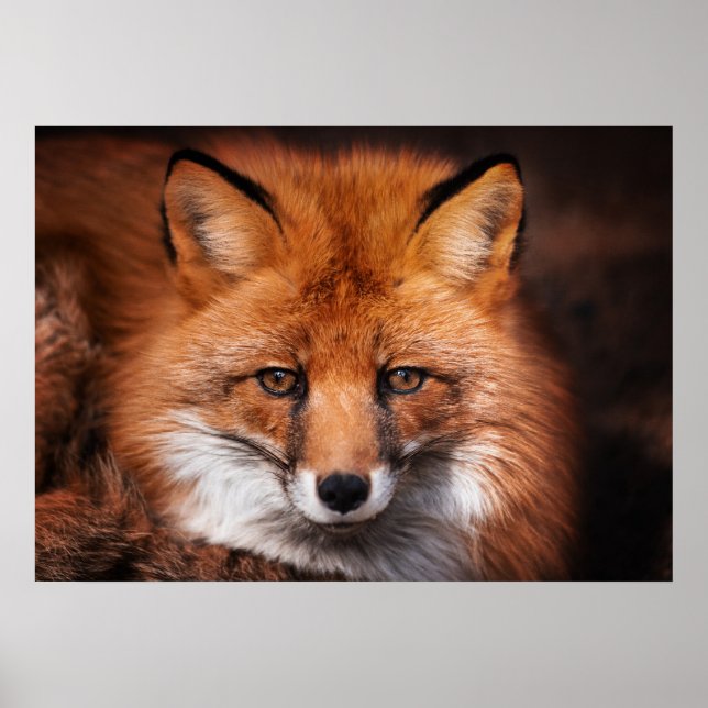 Poster Red Fox Willand Animal (Frente)