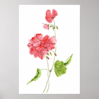 Poster red geranium watercolour flowers
