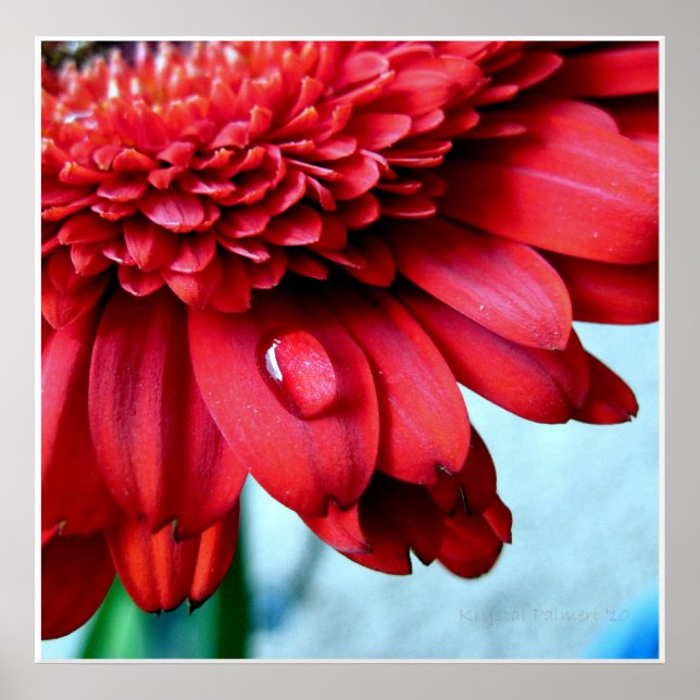 Pôster Red Gerber (Frente)