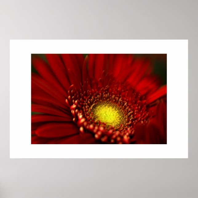 Poster Red Gerbera Daisy (Frente)