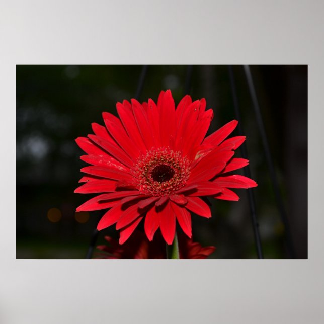 Poster Red Gerbera Daisy (Frente)