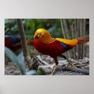 Pôster Red Golden Pheasant
