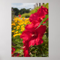 Red Hibiscus