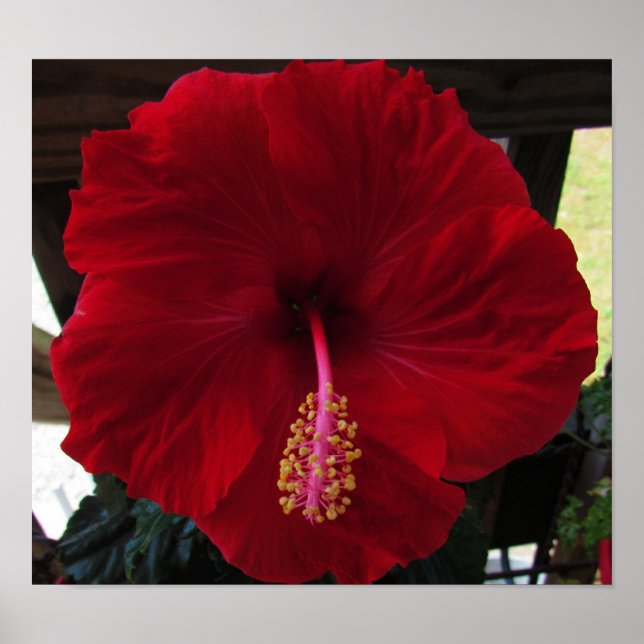 Poster Red Hibiscus (Frente)