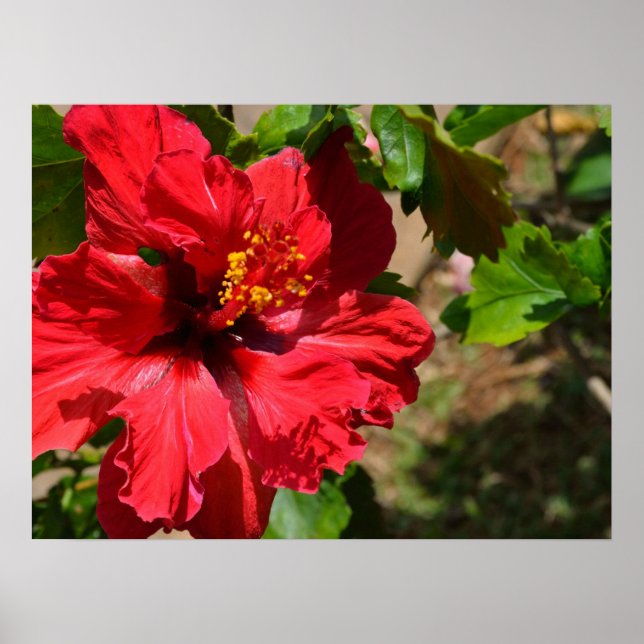 Pôster Red Hibiscus Canvas (Frente)
