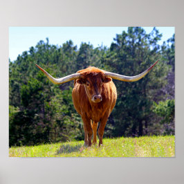 Pôster Red Hired Texas Longhorn