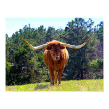Red Hired Texas Longhorn