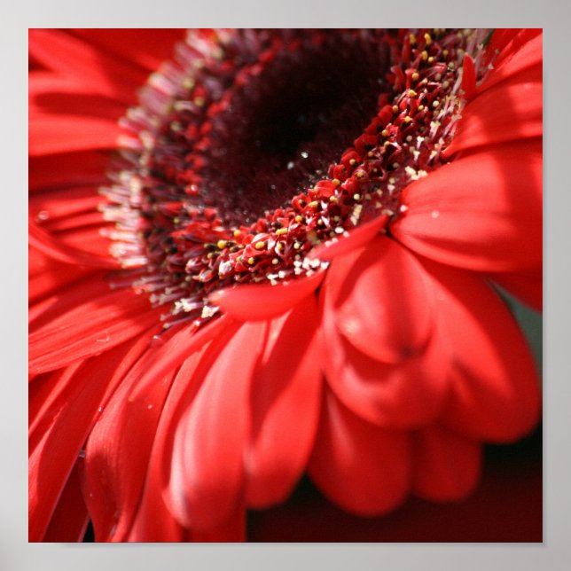 Poster Red Hot Gerbera (Frente)