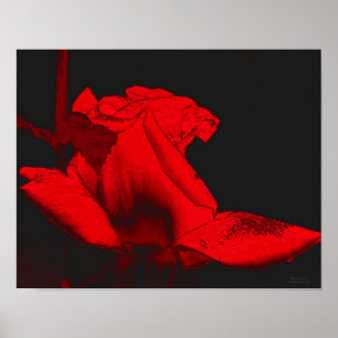 Poster Red Hot Rosebud Abstrato Flower Art