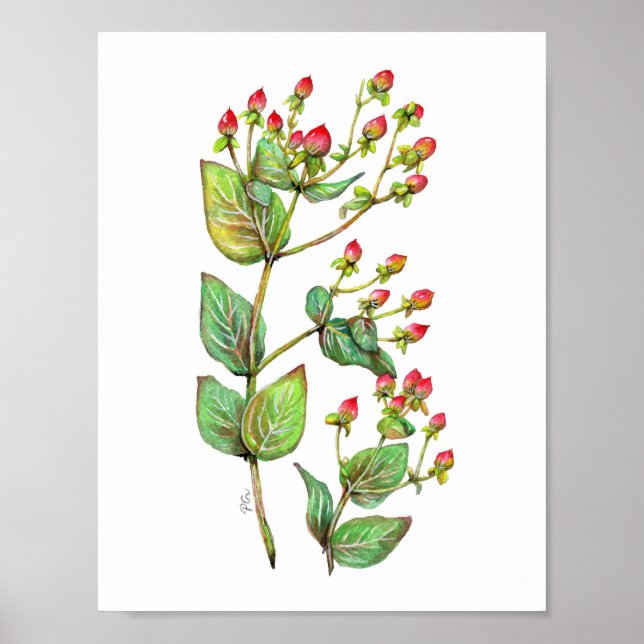 Poster Red Hypericum Berry (Frente)