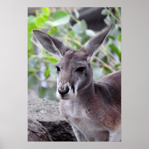 Poster Red Kangaroo