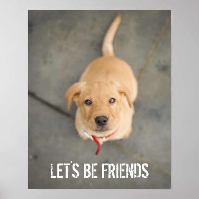 Pôster Red Labrador Puppy (Frente)