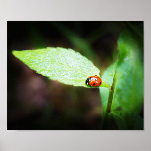 Poster Red Lady Bug fecha na natureza