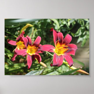 Poster Red Lillies do Kentucky