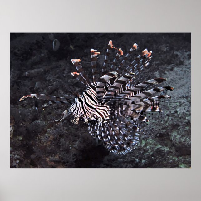 Poster Red Lionfish (Frente)