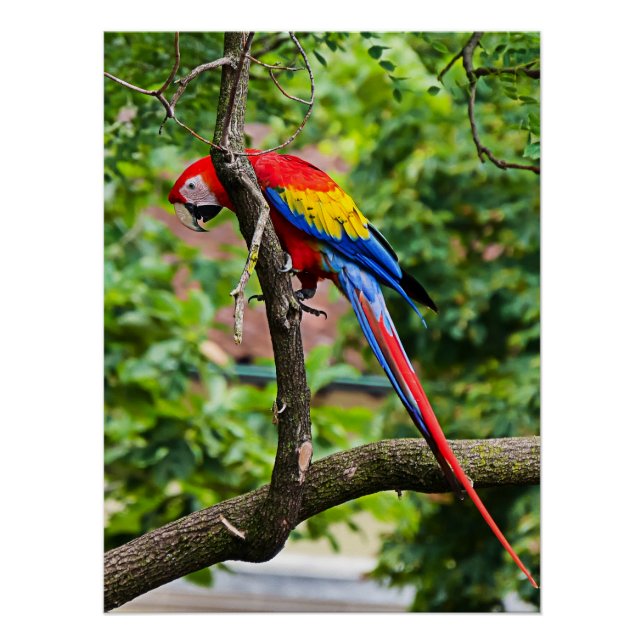Pôster Red Macaw Wall Poster brilhante (Frente)