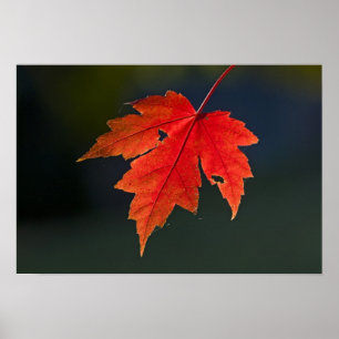 Poster Red Maple Acer rubrum) folha vermelha no outono,