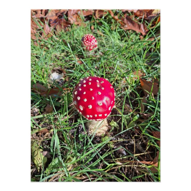 Pôster Red mushroom  (Frente)