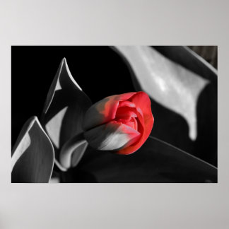 Poster Red Newborn Tulip