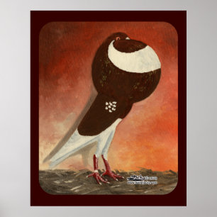 Pôster Red Norwich Cropper Pigeon