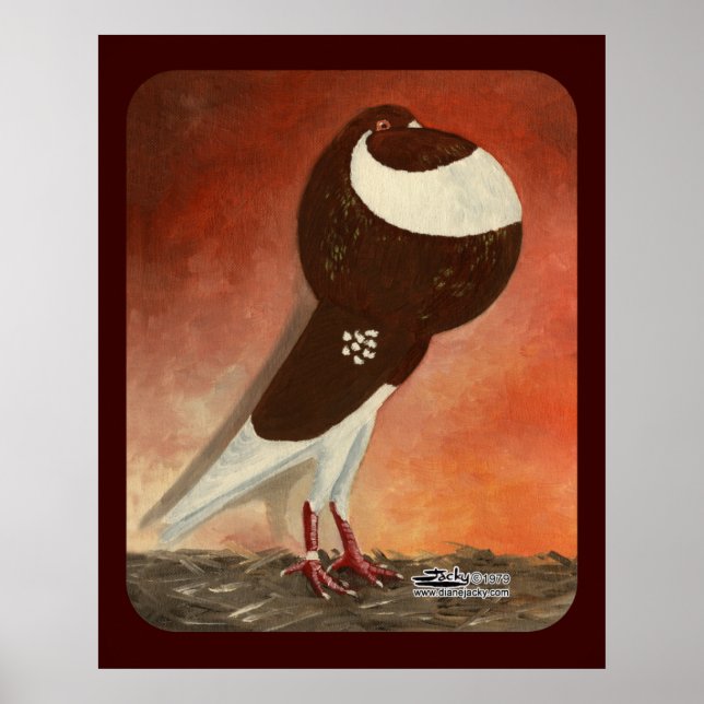 Pôster Red Norwich Cropper Pigeon (Frente)
