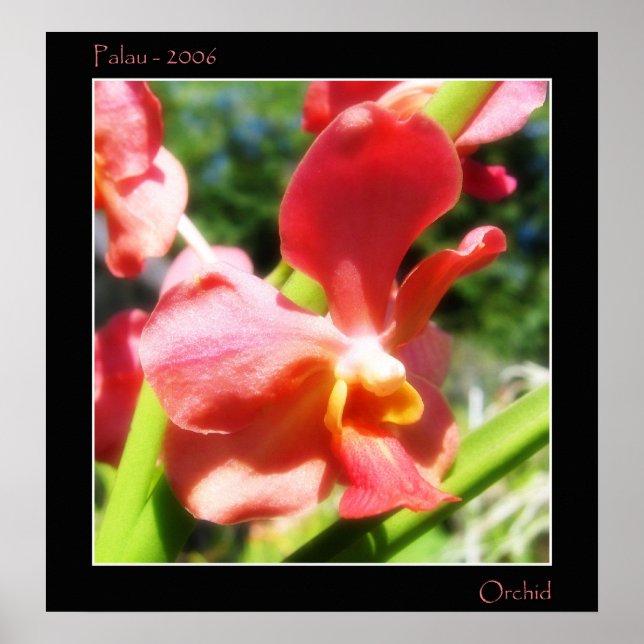 Pôster Red Orchid (Frente)