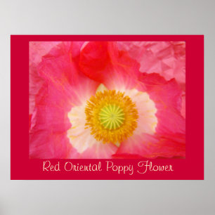 Pôster Red Oriental Poppy Flower art prints gifts Poppies