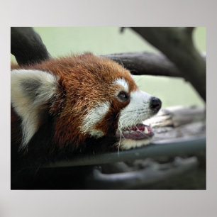 Pôster Red Panda