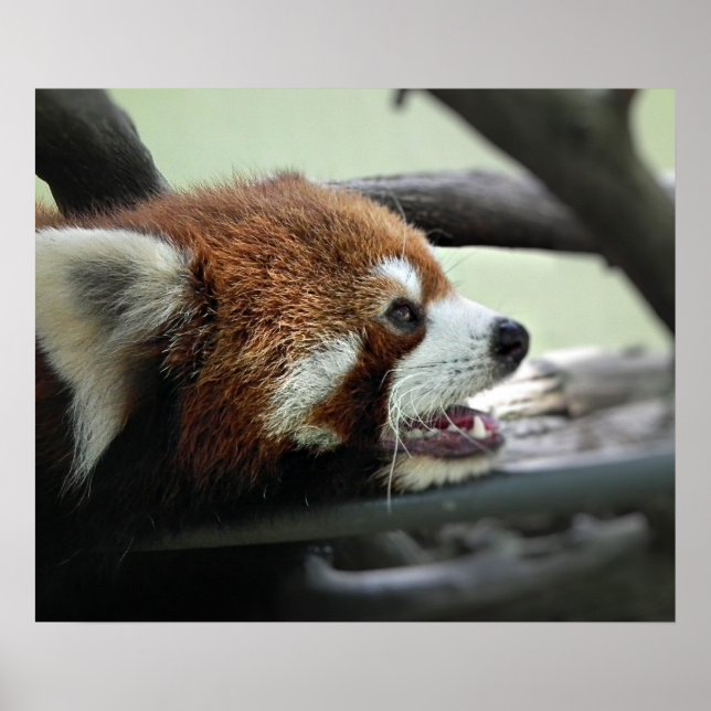 Pôster Red Panda (Frente)