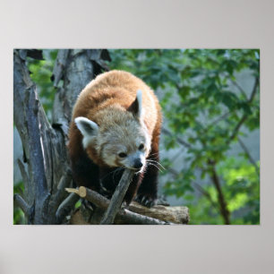 Pôster Red Panda