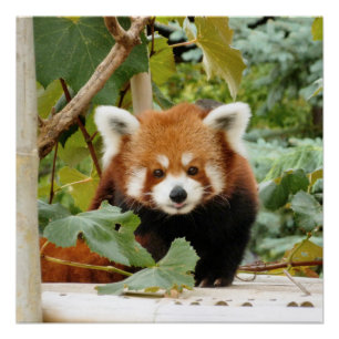 Pôster Red Panda