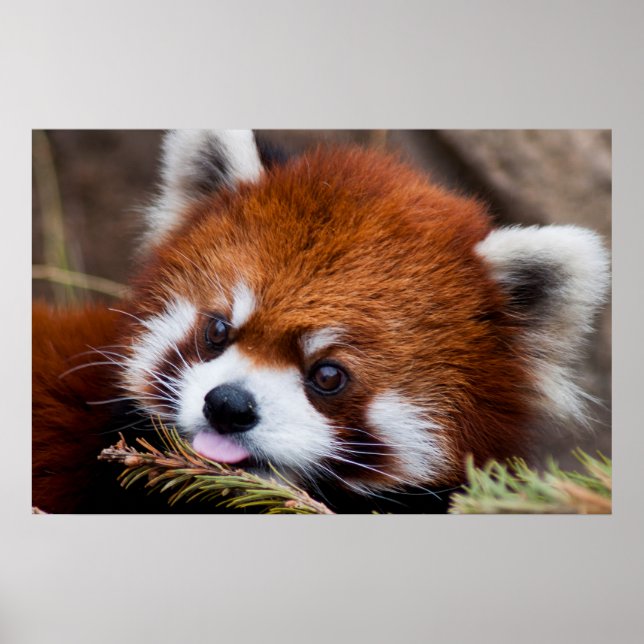 Pôster Red Panda (Frente)